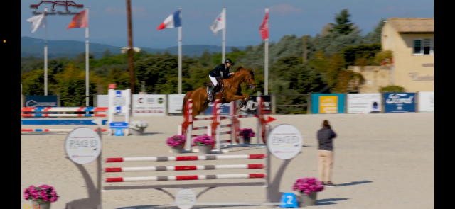 Sf, hongre, 7 ans, 172 cm par sandro boy