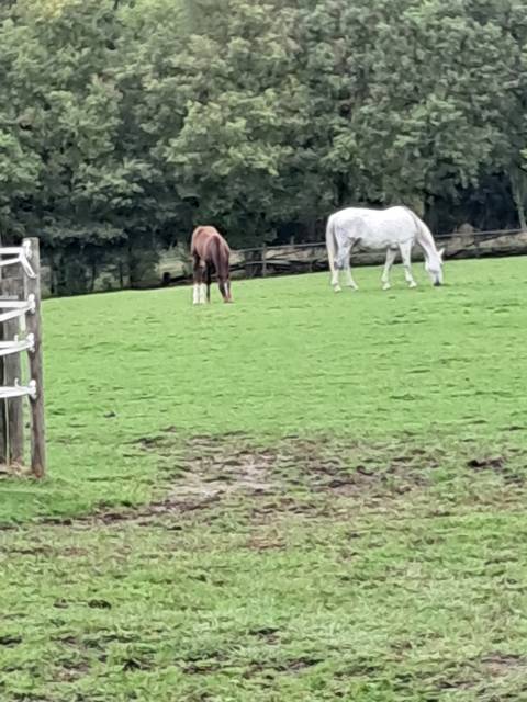 Poulinière bwp (malika du bois halleux)