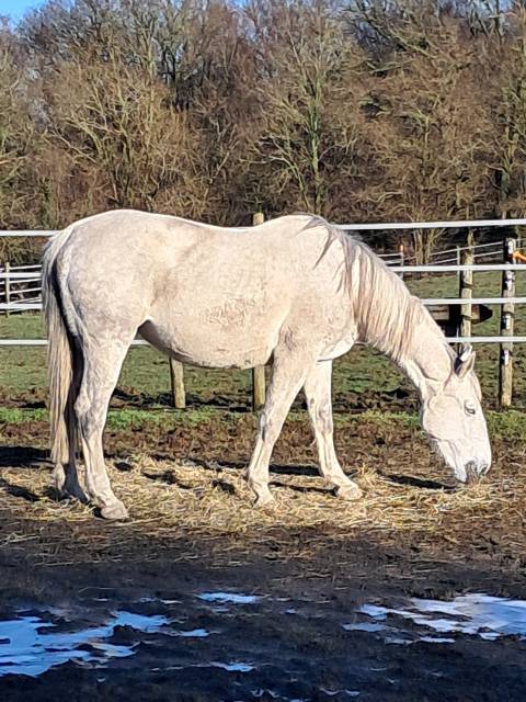 Poulinière bwp. 6800 euros si départ avant fin mars 
