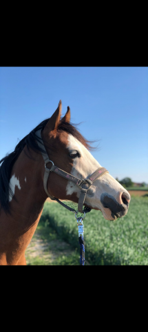 Paint/dsa.    hongre  2ans1/2.    oc