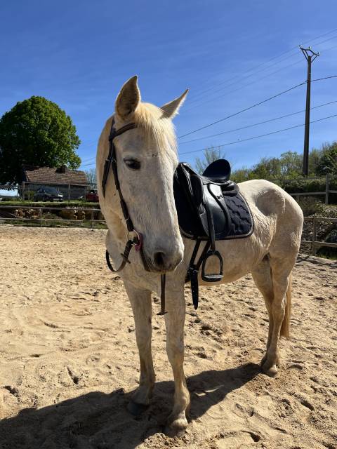 Selle de dressage monoquartier  17,5