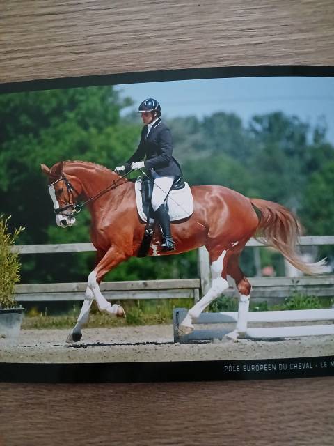 Jument belge 6 ans dressage