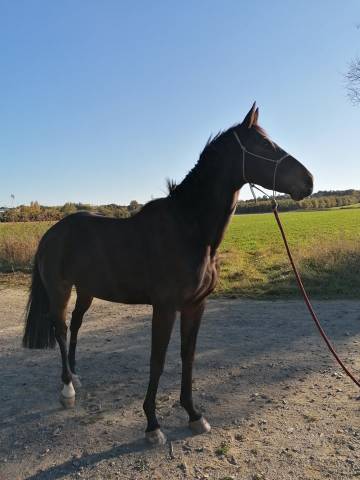 Cheval de loisir à confier (pas fermée dp/vente) 