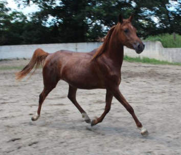 Jument psa 4 ans origines espagnoles