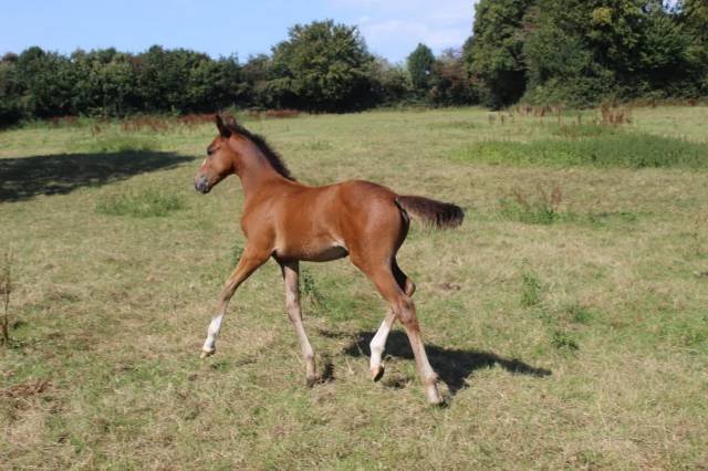 Poulain welsh part bred