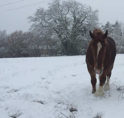 Hongre breton loisirs