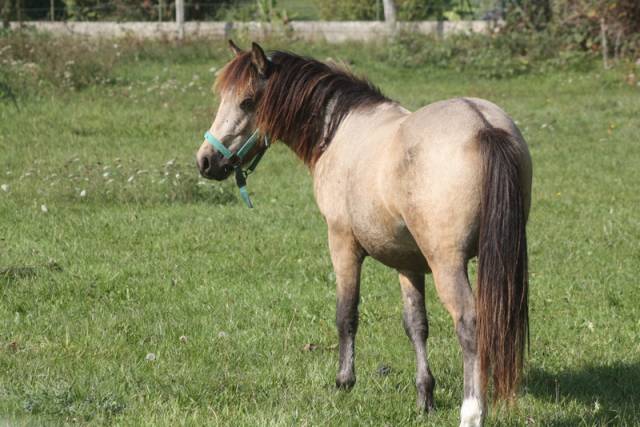 Beau poney isabelle 1 an