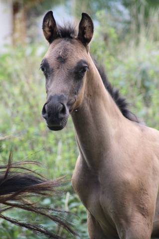 Poulain demi sang arabe grullo 