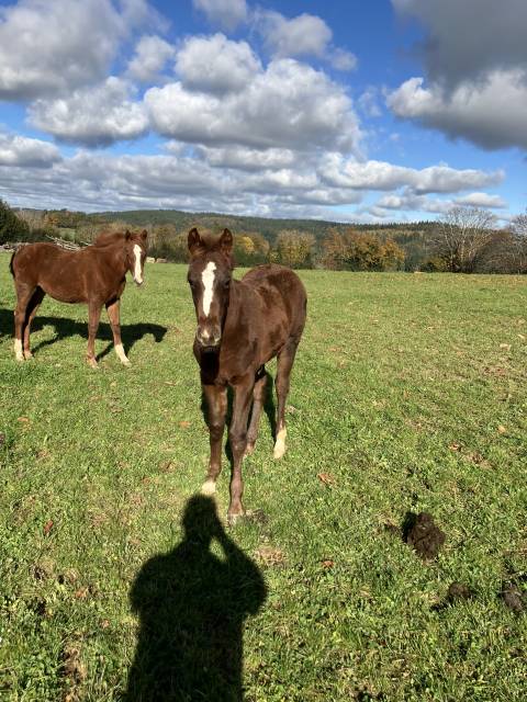 Foal aa par chrome d’ivraie