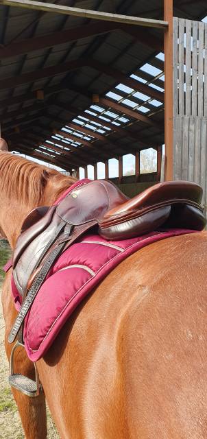 Selle cross lion  monoquartier Eric Thomas