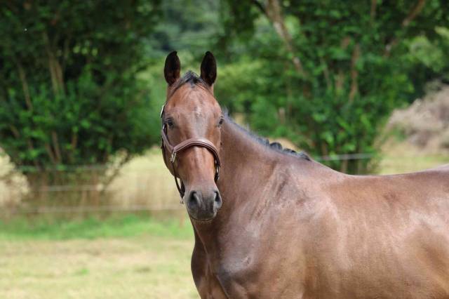 Prometteur hongre de 4 ans par conthargos x diamant 