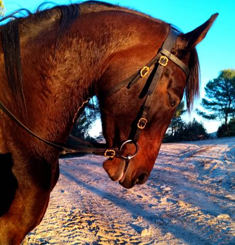 Très belle et grande jument