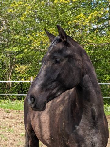 Tres joli hongre 4 ans