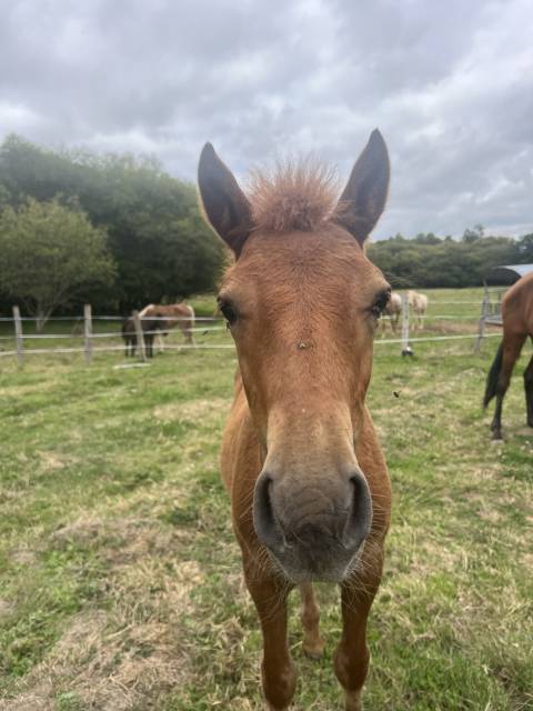 Joli poulain type new forest de croisement 