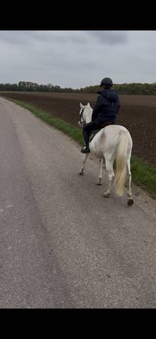 Poney loisir pp appaloosa