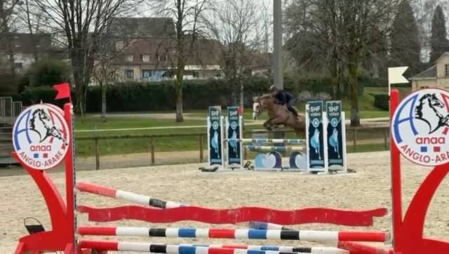 Jument sf 4 ans par diabau x allegretto 