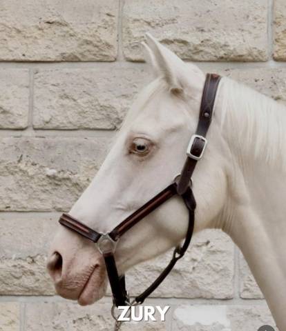 Magnifique jument de couleur crème aux yeux bleus