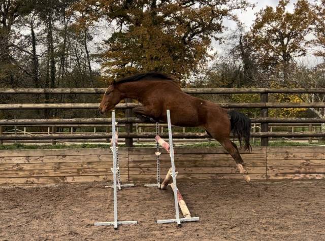 Jument sf x paint 2022