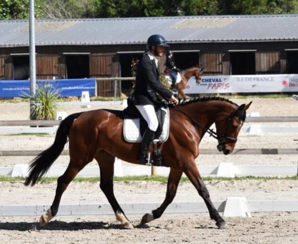 ? à vendre – jument de sport ?