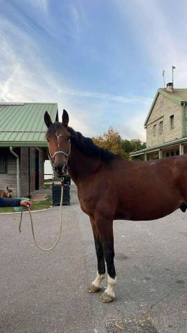 Jack daniel 6 ans grosse qualité 