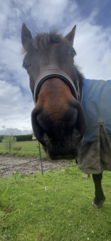 Demi-pension avec option d’achat 