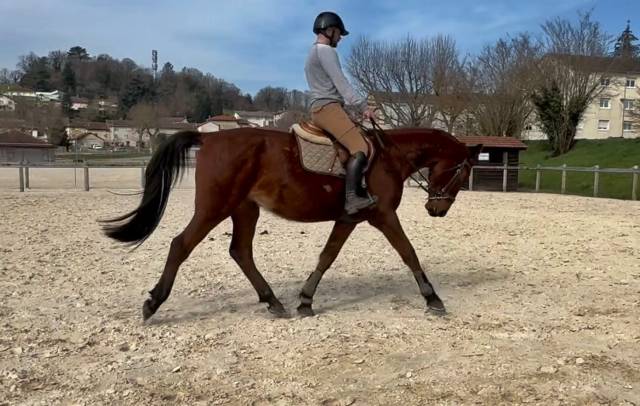 Hongre selle français 4 ans 