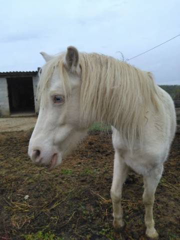 Ponette creme type welsh