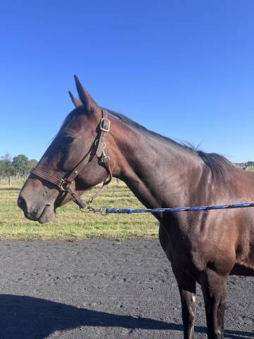 Jument réformée de courses