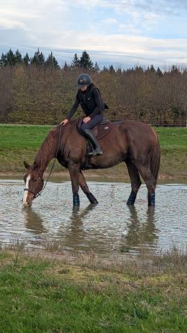 Hongre sport _ cso cce hunter dressage