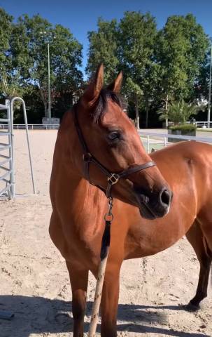 Jument/ ponette arabe 