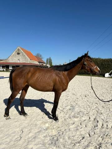 Adorable ps loisir - club 