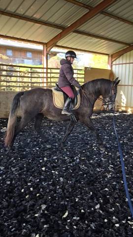 Adorable jument 3 ans souches ibériques 