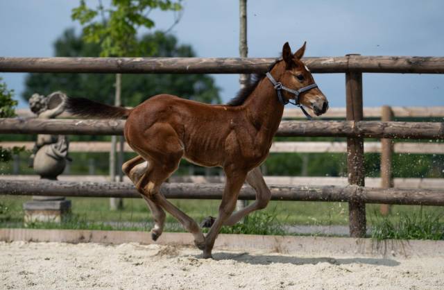 Poulain de sport