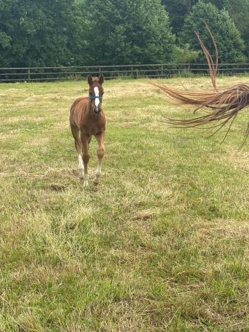 Pouliche sf par untouchable 27 