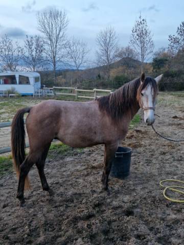 Lusitanien oc entier