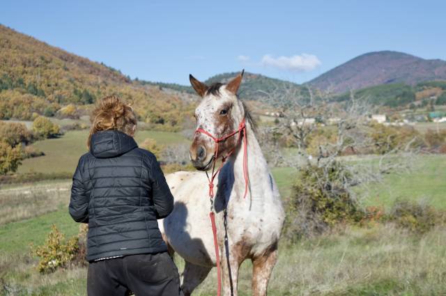 Nektoub shalala – hongre appaloosa × arabe - 2 ans