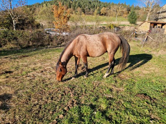 Entier appaloosa origine us