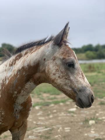 Oc appaloosa