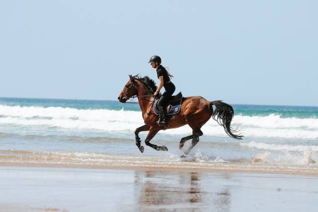 Super cheval de concours ou de loisir