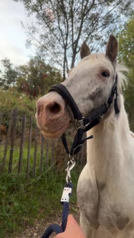 Poney pour loisir balade