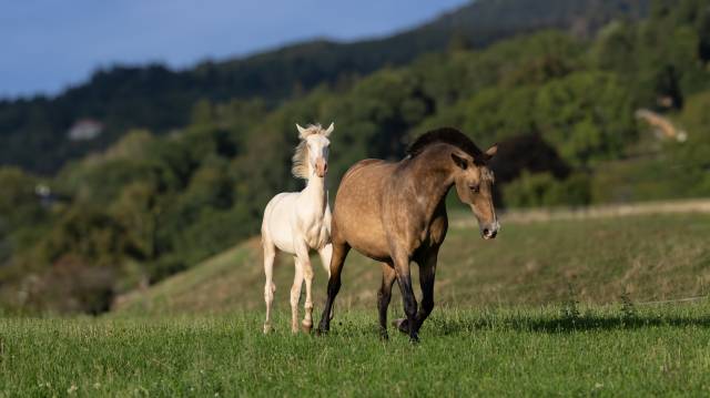Pouliche lusitanienne crème