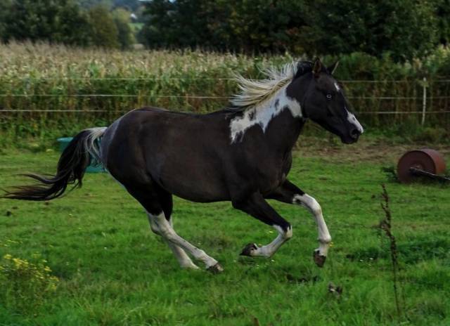 Mystic sailor rascal kl  : étalon paint horse homozygote tobiano 