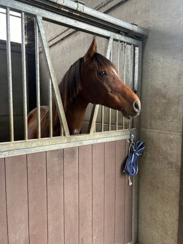 Cheval de compagnie âgé de 14ans
