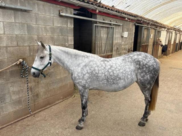 Unique - petite ponette onc