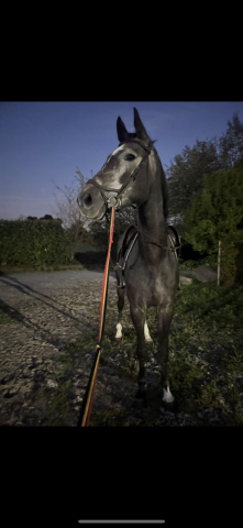 Winston van de piettaker 