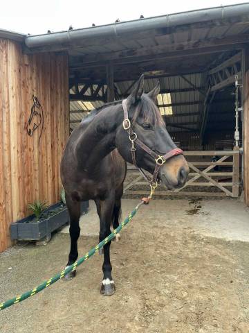 Cheval cso  sf 8 ans par hanibal de hus