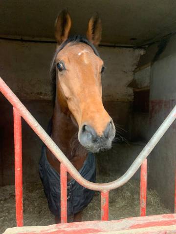 Aramis - hongre réformé des courses