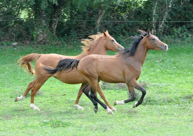 Chevaux pur sang arabe et demi sang arabe