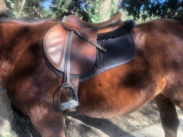 Selle Devoucoux 2019 taille 18