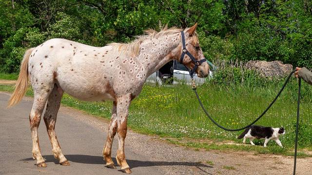 Poulain appaloosa 2024